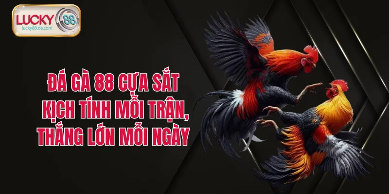 Đá Gà LUCKY88 - Cược Nhanh, Thưởng To, Chơi Là Thắng