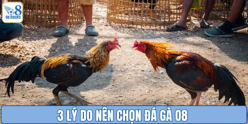 Đá Gà O8 - Đấu Trường Cực Phẩm, Nhận Thưởng Cực Đã
