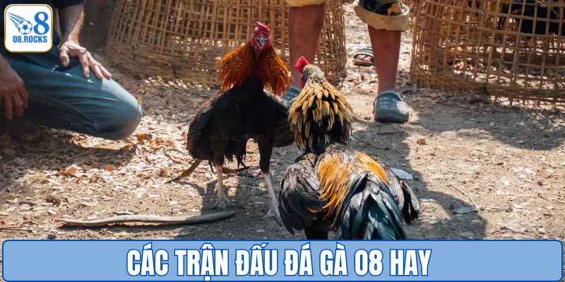 Đá Gà O8 - Đấu Trường Cực Phẩm, Nhận Thưởng Cực Đã