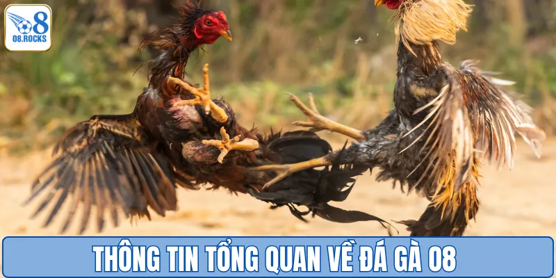 Đá Gà O8 - Đấu Trường Cực Phẩm, Nhận Thưởng Cực Đã