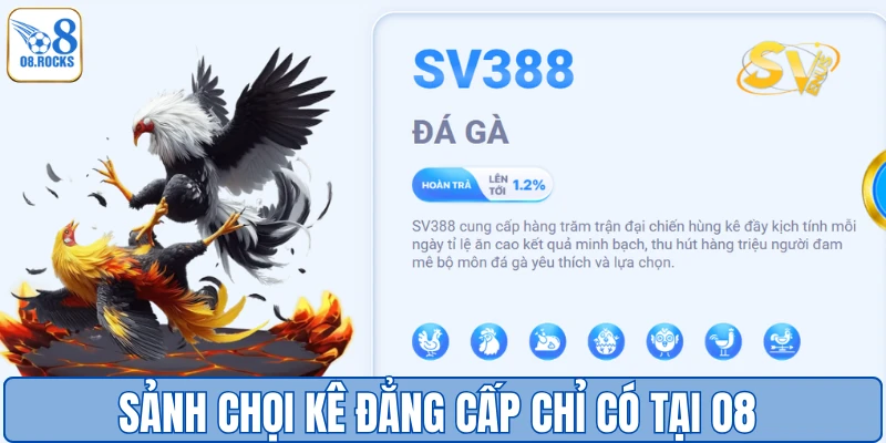 Trang Đá Gà Uy Tín O8 - Sân Chơi Đẳng Cấp Số 1 Việt Nam